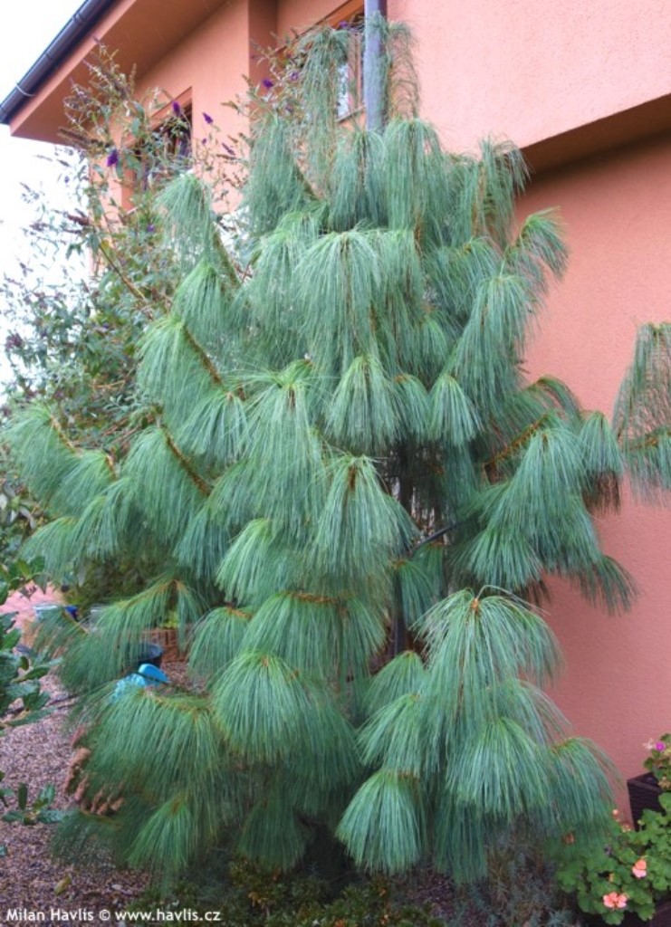  Pinus wallichiana 9-92.