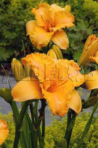 Hemerocallis Colonel Mustard Лилейник Колонел Мастард € 1,97 143,81руб..jpg