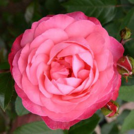 Rosa climbing Rosanna.jpg