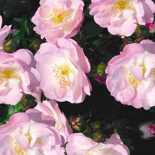 Rosa climbing Perennial Blush.jpg