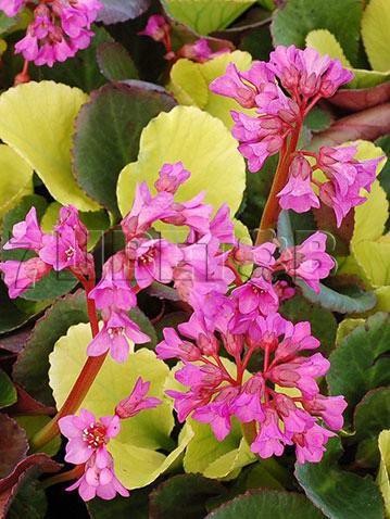 Bergenia Lunar GlowБадан Лунар Глоу€ 2,59 189,07 ₽.jpg