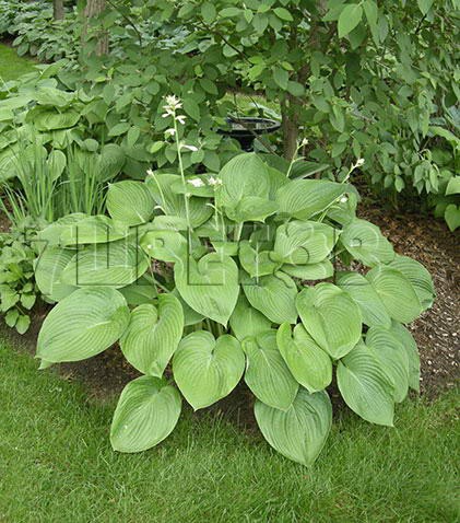 Hosta x T-Rex  - € 1,16 84,68..jpg