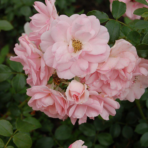 Rosa groundcover Mirato.jpg