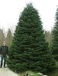 97,2.  Abies nordmanniana Ambolouri-Tlugi_p9 8-10.jpg