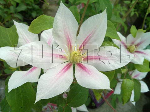 Clematis hybriden Andromeda    2 () 2 ltr € 6,57 492,58..jpg