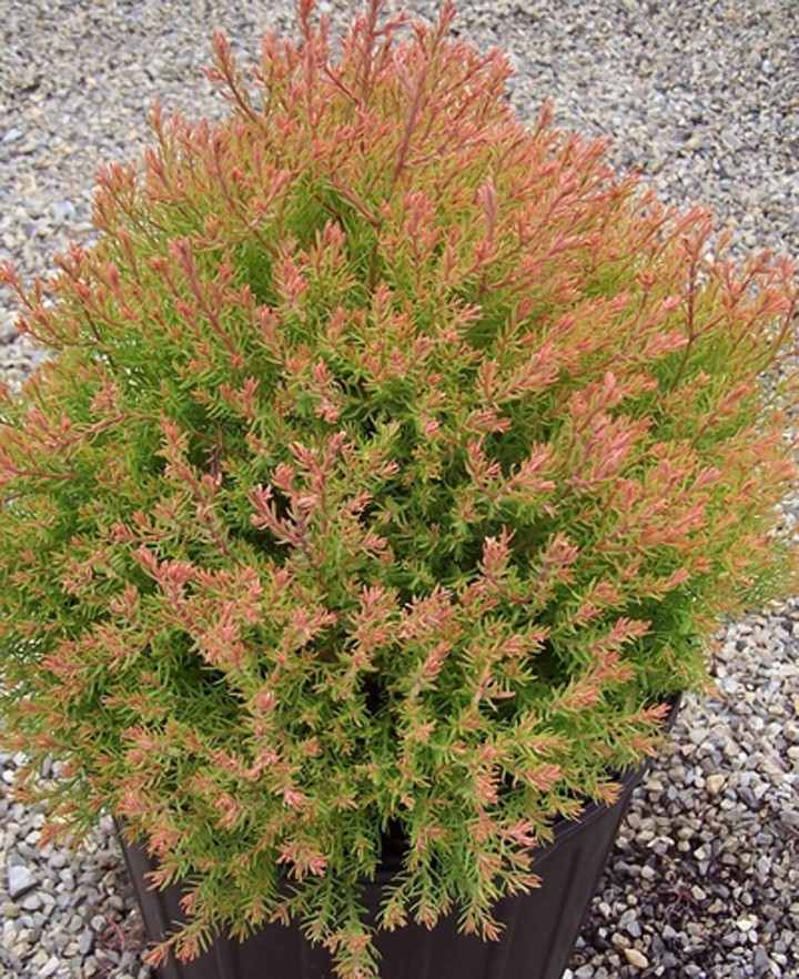 165,9.  Thuja occidentalis Fire Chief_P10.5.jpg