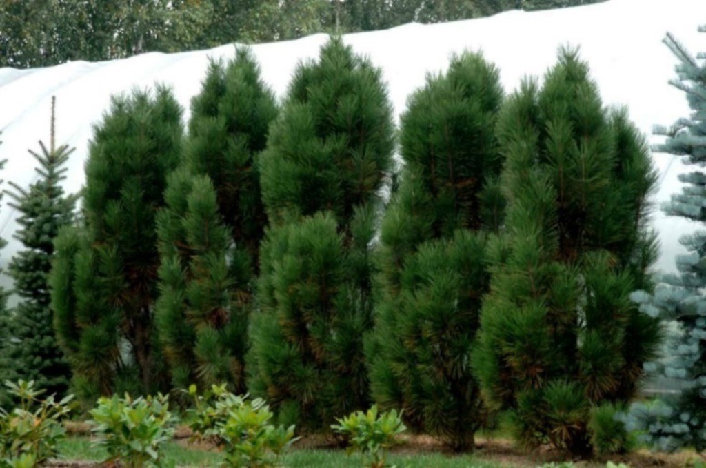  Pinus nigra Fastigiata 1,5-403,50.jpg