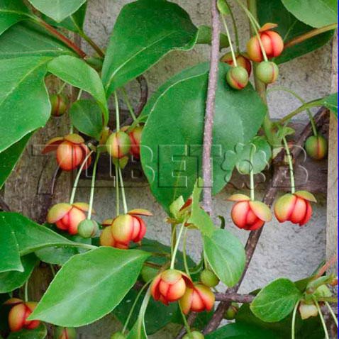 Schisandra rubriflora F   () 2 ltr € 7,12 534,21..jpg