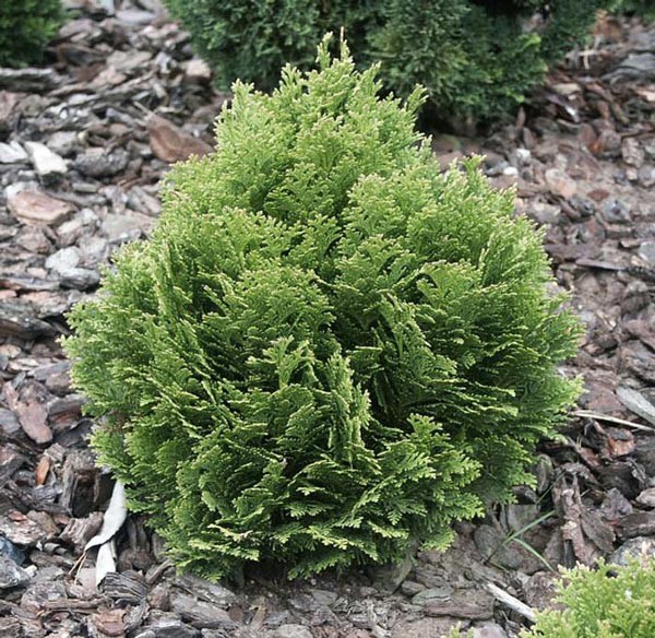 83,5.  Chamaecyparis lawsoniana Minima Glauca.jpg