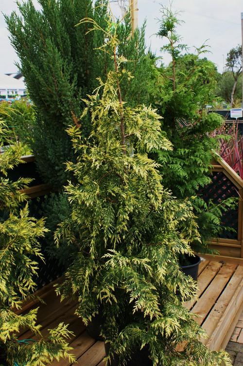  Thuja plicata Zebrina-70,80