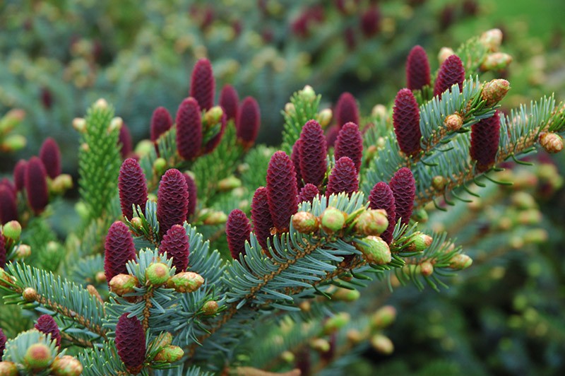 308,4.  Picea abies Acrocona 2_P9.jpg