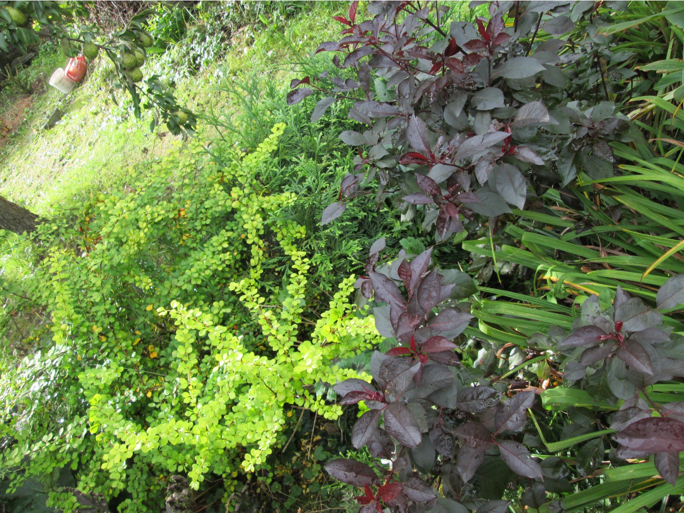 IMG 4624.JPG