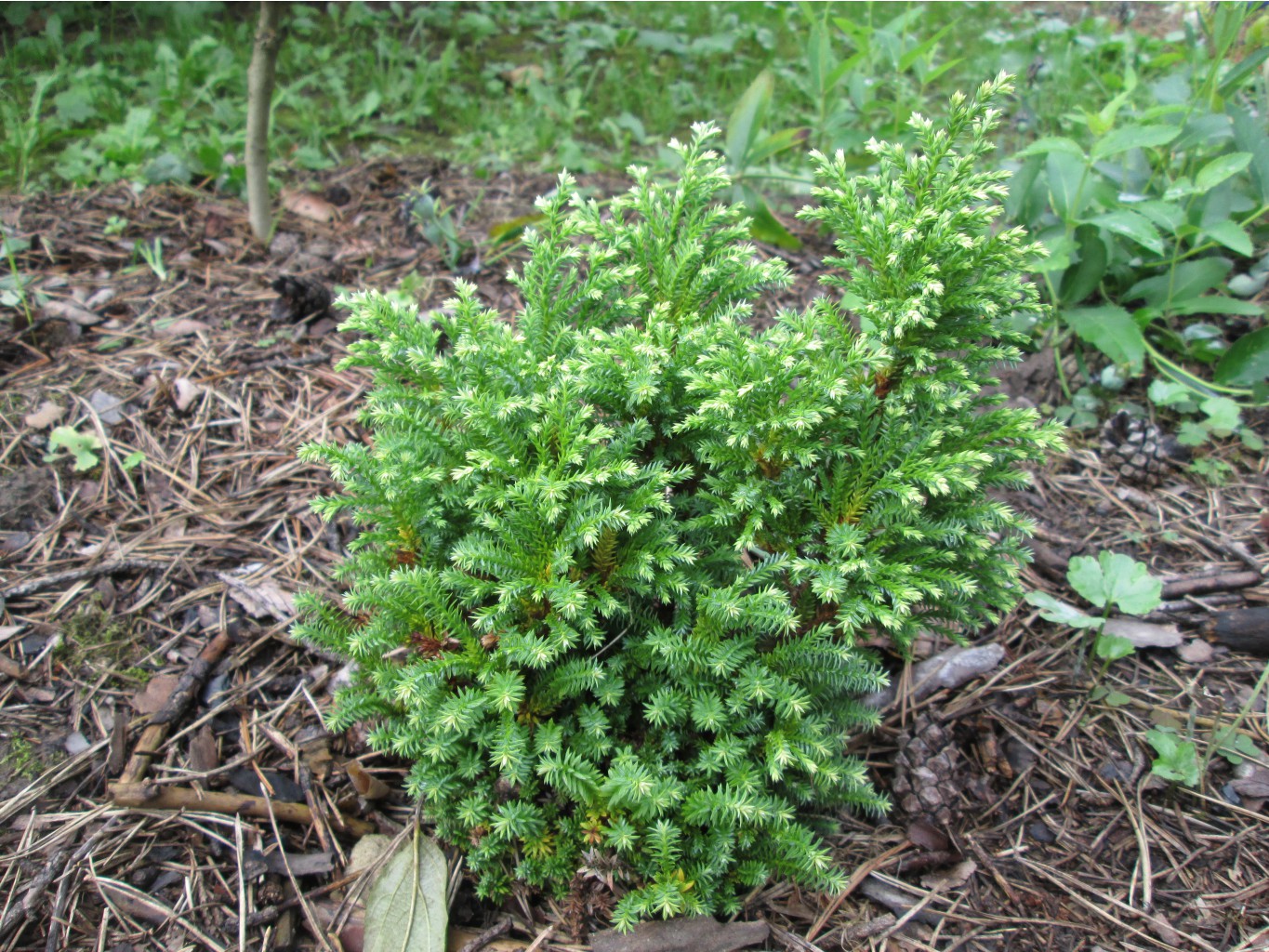 IMG 4615.JPG