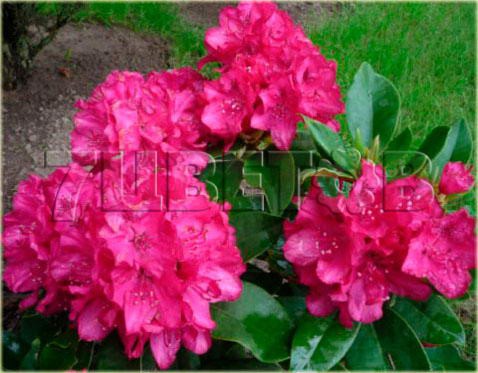 Rhododendron hybrida Van Weerden Poelman      -24C 5 ltr 25-30 € 16,37 1 228,05..jpg