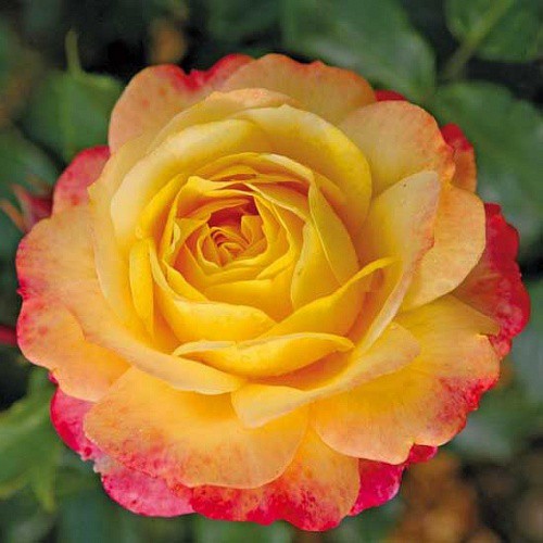 Rosa floribunda Rose Der Hoffnung.jpg