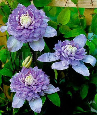 Clematis hybriden Blue Light     2 () 2 ltr € 6,57 492,58..jpg