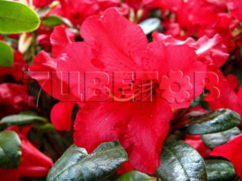 Rhododendron repens Bengal    -22C 5 ltr 20-25 € 16,37 1 228,05..jpg