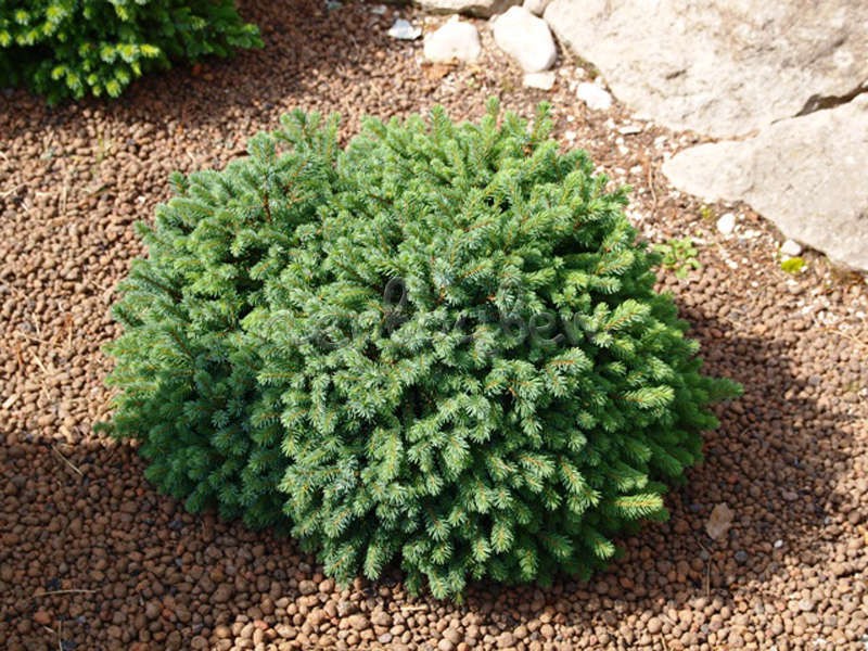 134,2.  Picea glauca Echiniformis.jpg