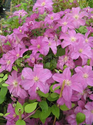 Clematis hybriden Danuta    3 () 2 ltr € 6,04 453,21..jpg