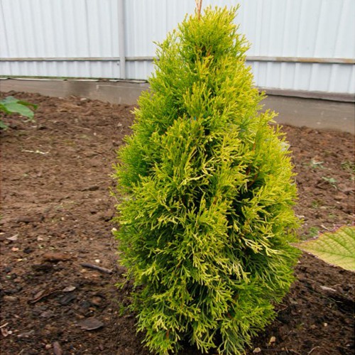 134,2.  Thuja occidentalis Golden Anne_P9 20-25.jpg