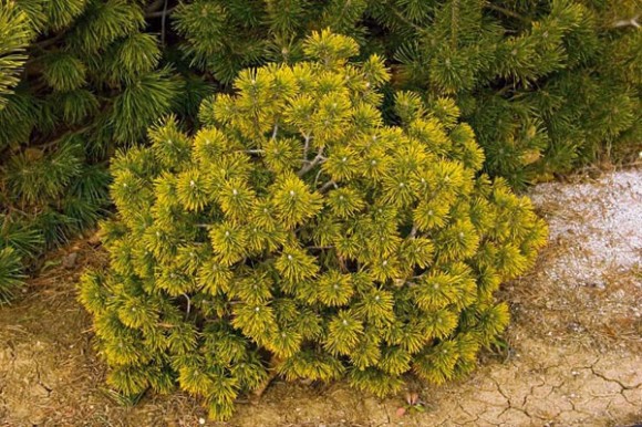 583.  Pinus mugo Winter Gold (50 )