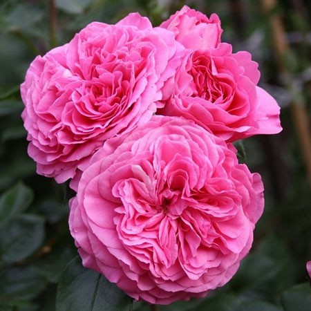 Rosa floribunda Baronesse.jpg