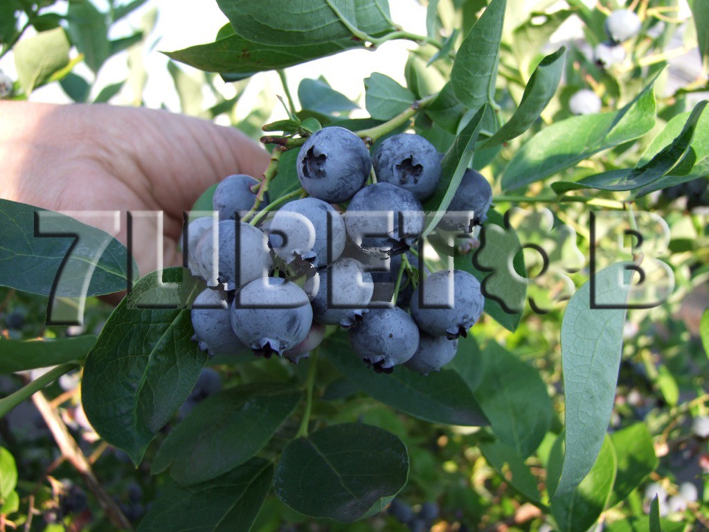 Vaccinium corymbosum Bluejay    -22C 1 ltr - € 3,96 296,90..jpg