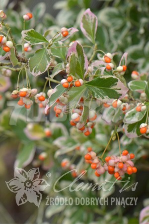 Euonymus fortunei Silver Queen     2 ltr € 3,91 293,46..jpg