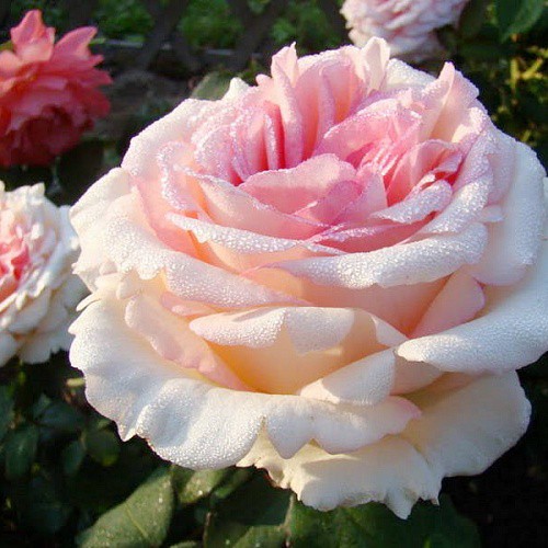 Rosa tea hybrid Souvenir De Baden-Baden.jpg