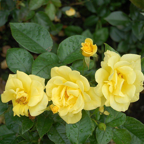 Rosa floribunda Bayerngold.jpg