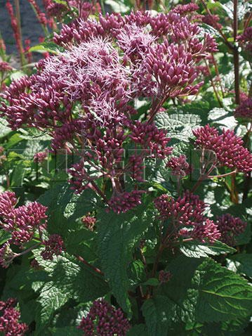 Eupatorium maculatum Red Dwarf     € 1,44 105,12..jpg