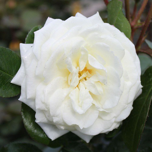 Rosa floribunda Alabaster.jpg