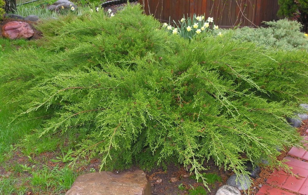  Juniperus pfitzeriana Mint Julep 3 30-40-4,58.jpg