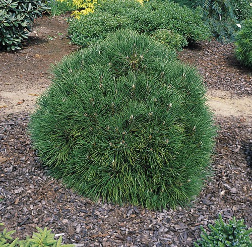 403,5.  Pinus nigra Spielberg ( 1,5)