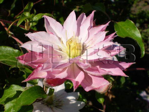 Clematis hybriden Violet Elizabeth     2 () 2 ltr € 6,04 453,21..jpg