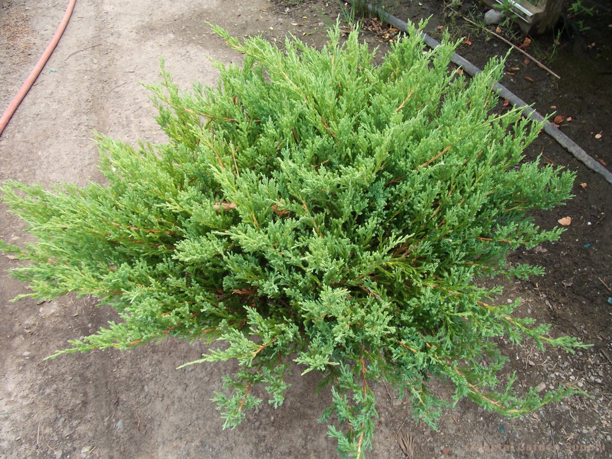 97,2.  Juniperus horizontalis Youngstone_P10,5 rond.jpg