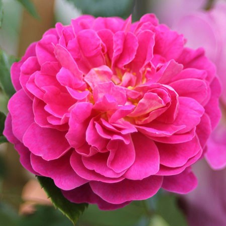 Rosa miniature Melina.jpg