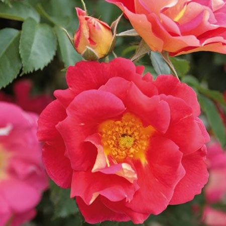 Rosa climbing Bajazzo.jpg