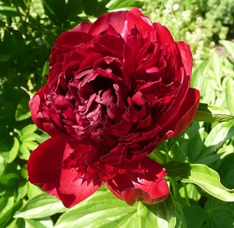 Paeonia lactiflora Red Пион молочноцветковый Ред € 2,08 151,84руб..jpg