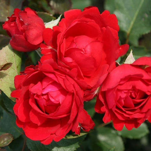 Rosa tea hybrid Traumfrau.jpg