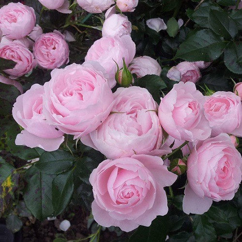 Rosa floribunda Hans Gönewein.jpg