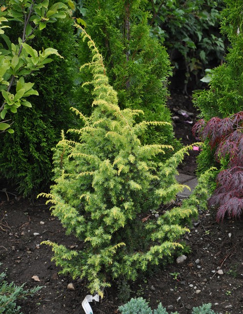 97,2.  Juniperus communis Schneverdingen Goldmachangel.jpg