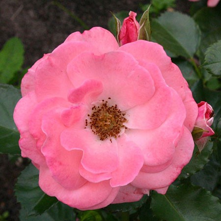 Rosa floribunda Rosali 83.jpg