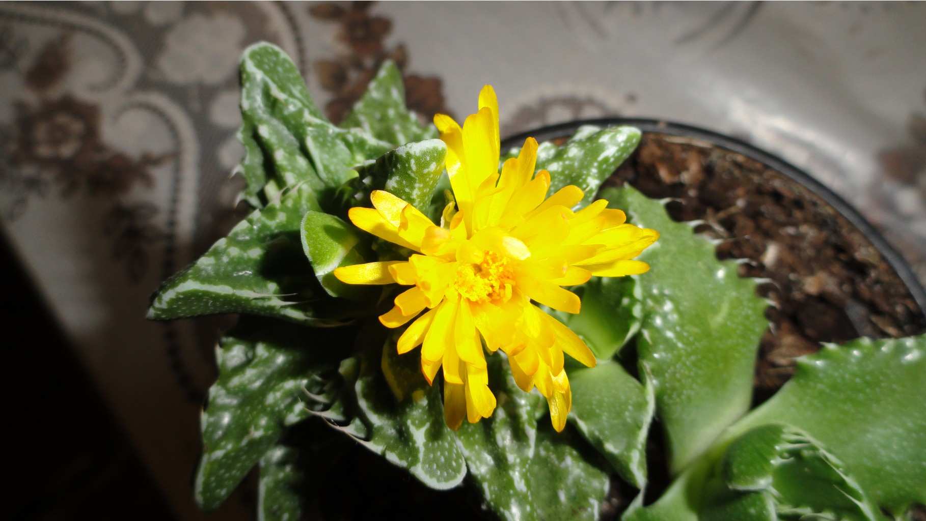   (Faucaria tigrina)-