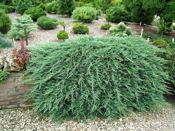 86,7.  Juniperus horizontalis Glacier.jpg