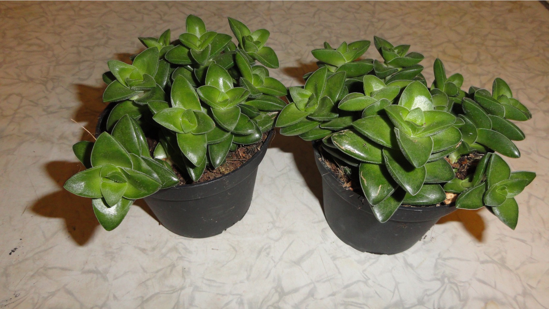    Crassula Springtime -