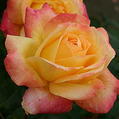 Rosa tea hybrid Speelwark.jpg