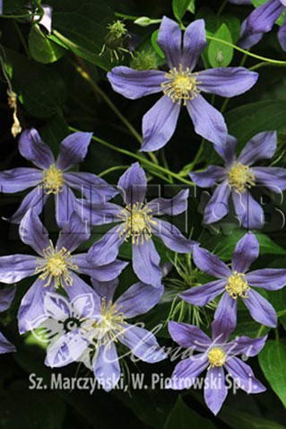 Clematis integrifolia Juuli    3 () 2 ltr € 6,04 453,21..jpg