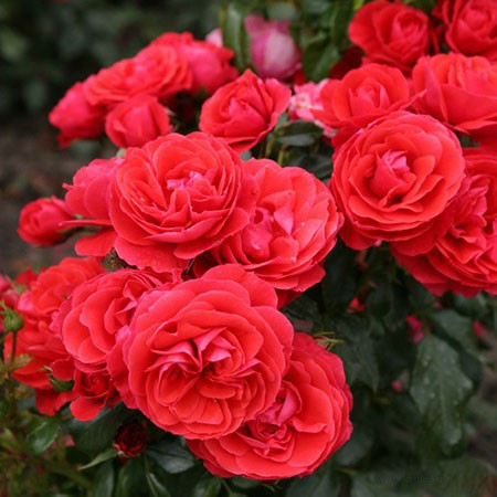 Rosa floribunda Cherry Girl.jpg