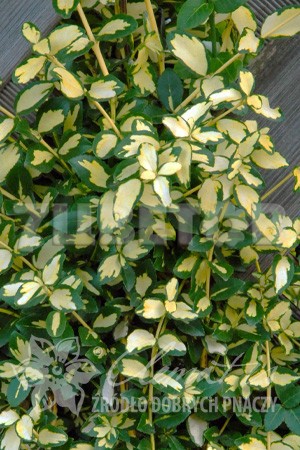 Euonymus fortunei Interbolwi    2 ltr € 3,91 293,46..jpg